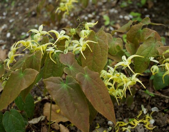 Epimedium lishihchenii JAUNUMS 2025
